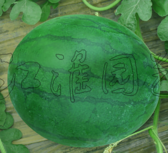 無(wú)籽4號(hào)-西瓜種子-江淮園藝