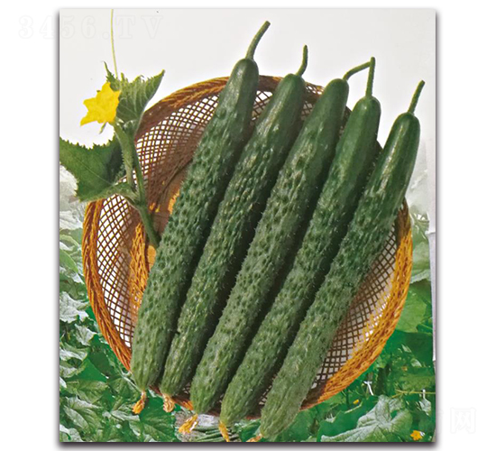 壽育6號-黃瓜種子-三木種苗