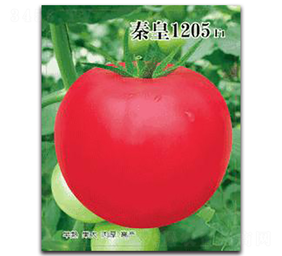 ػ1205F1-ѷN-ػ