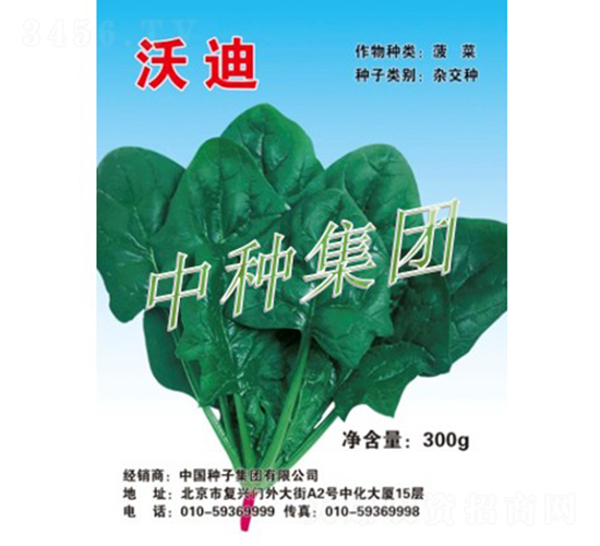 沃迪-菠菜種子-中種集團(tuán)