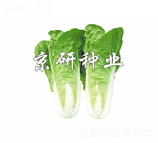 京研快菜4號(hào)-白菜種子-京研種業(yè)