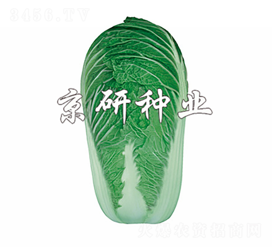 京秋4號-白菜種子-京研種業(yè)