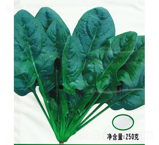 新經(jīng)典K級(jí)菠菜-菠菜種子-廣良