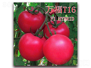 f(wn)T16-ѷN-ʢr(nng)I(y)