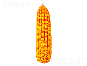 F358-׷N-FзNI(y)