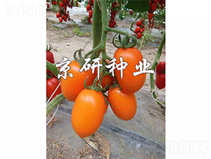 S_1̖(ho)-ѷN-