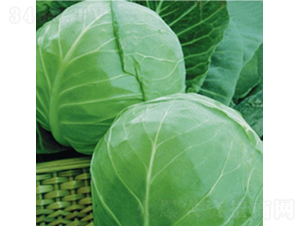 荷蘭綠球9號-甘藍種子-金品農業(yè)